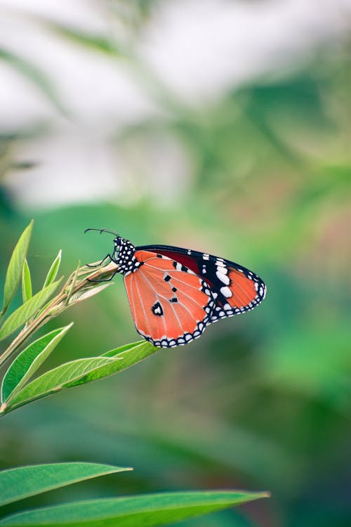 Close-up of a Plain Tiger Butterfly Sitting on a Plant 