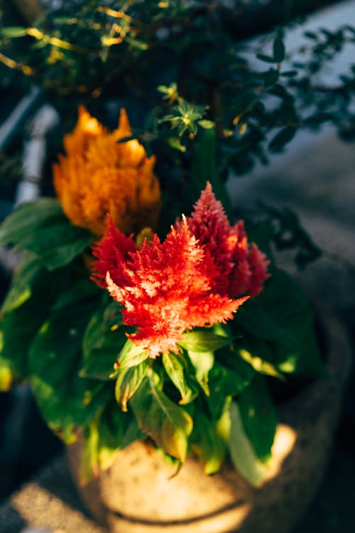 A close up of a flower in a pot