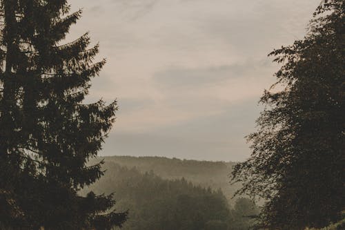 View of Coniferous Trees in Mountains