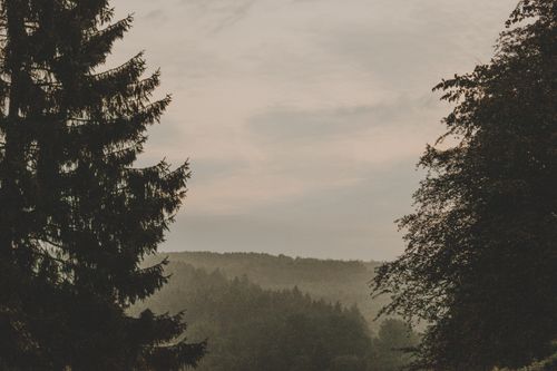 Free Peaceful misty forest landscape at dawn in Saint-Hubert, Belgium. Stock Photo