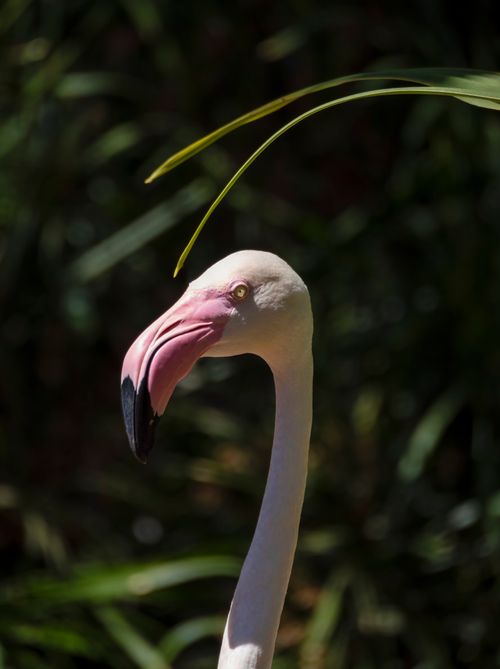 Free Close-up of a flamingo in a lush tropical setting, showcasing its graceful neck and distinctive beak. Stock Photo