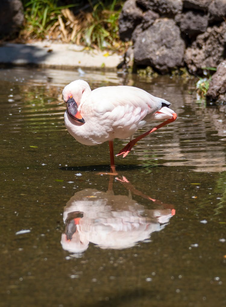 A Flamingo Standing In The Water