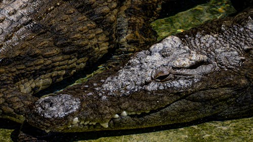 Kostnadsfri bild av djurfotografi, huvud, Krokodil