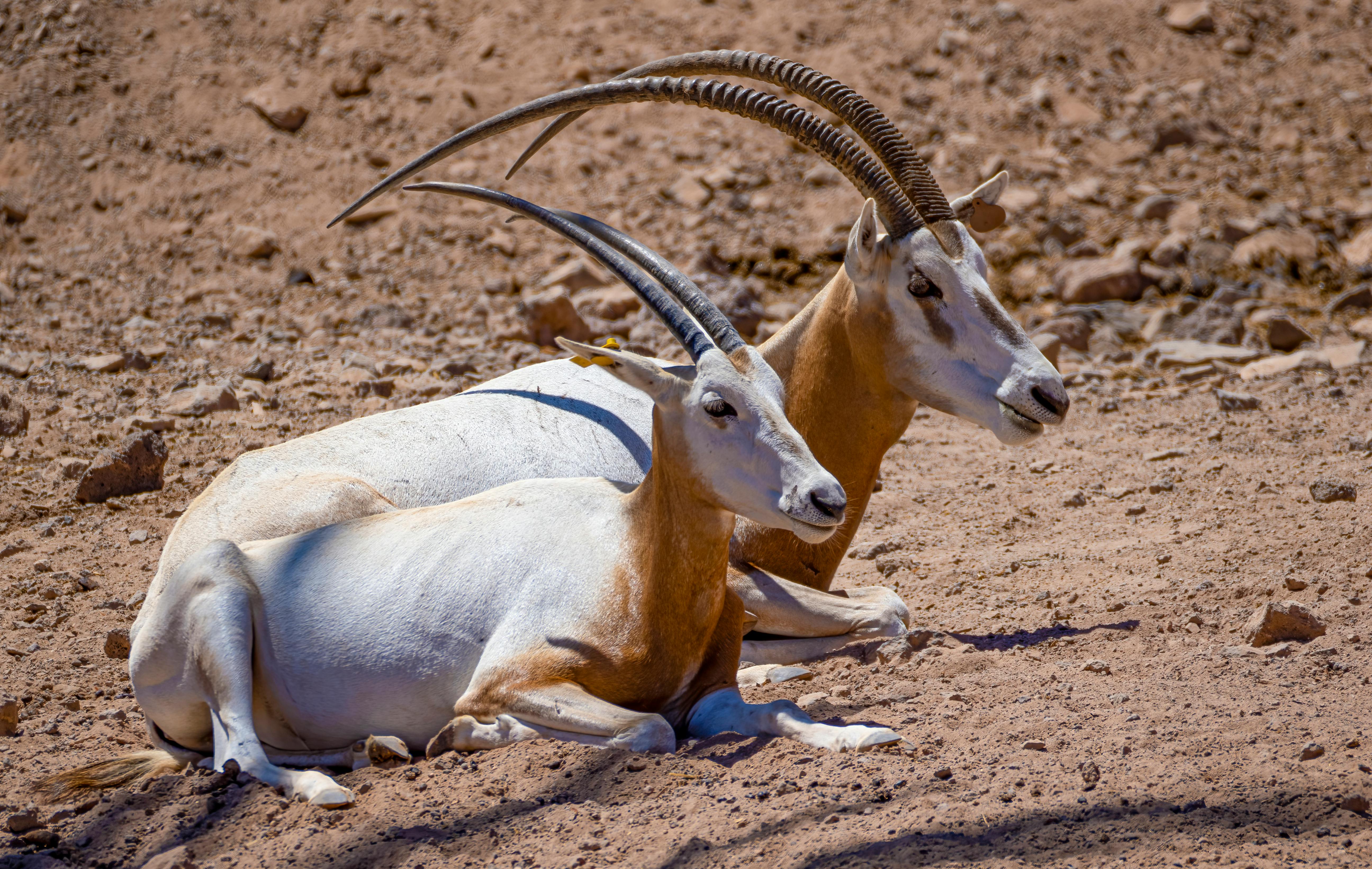 grátis Foto profissional grátis de África, animais selvagens, antílope Foto profissional