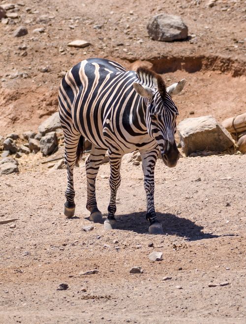 Free A lone zebra stands in a sandy desert landscape under bright daylight, showcasing its black and white stripes. Stock Photo