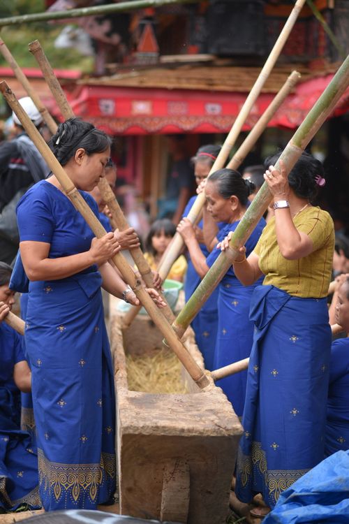 Free Women in Sulawesi, Indonesia, traditionally processing rice with bamboo sticks outdoors. Stock Photo