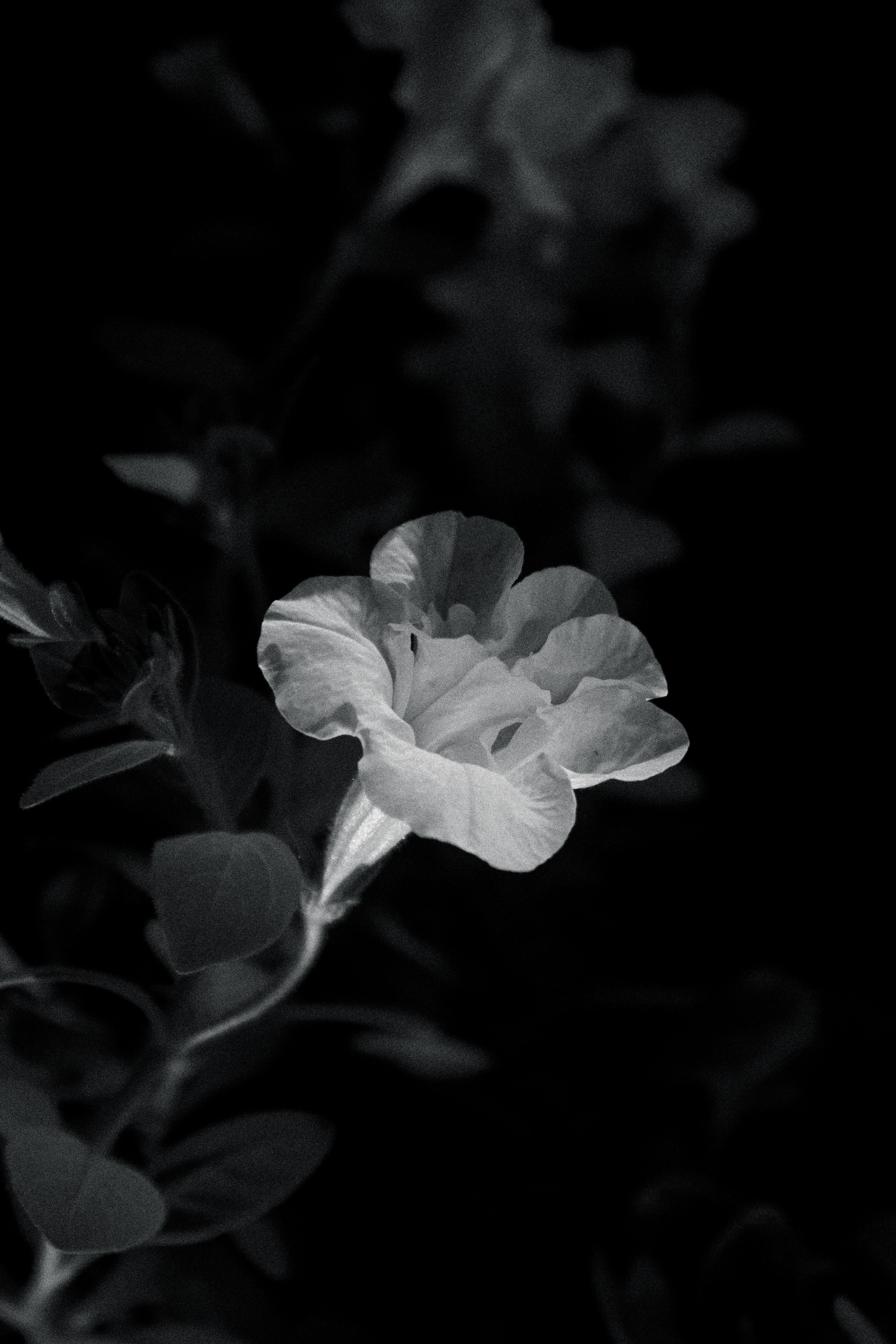 Stunning monochrome image of a delicate flower, highlighting its intricate petals.
