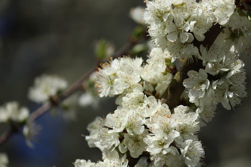 Close-up of White Cherry Blossom Flowers