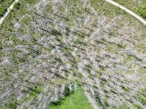 Aerial view of tree-filled, rural Harz forest landscape in Niedersachsen, Germany.