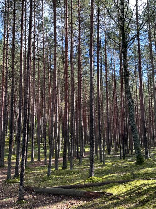 Free A serene sunlit pine forest with tall trees in summer, showcasing natural beauty and tranquility. Stock Photo