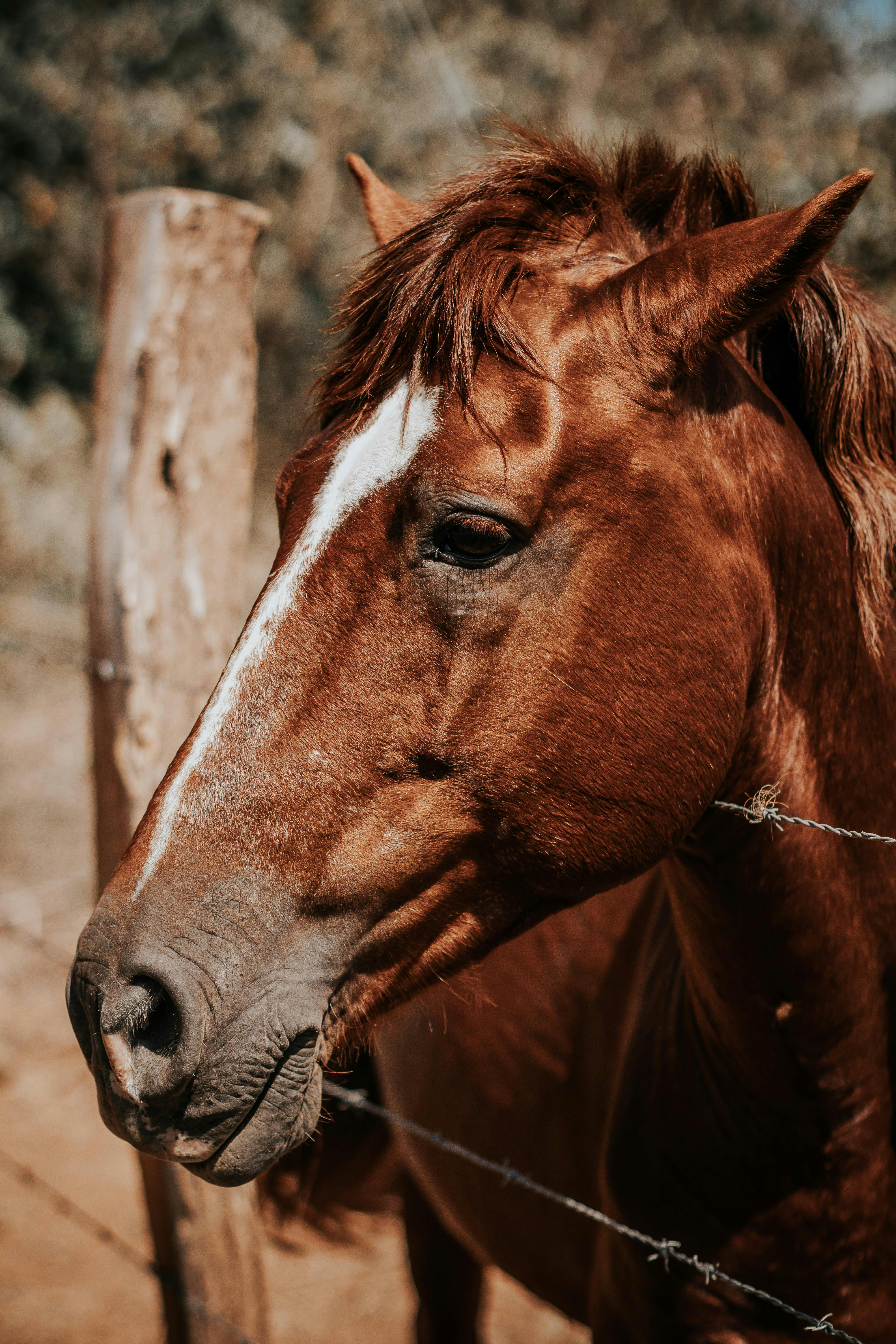 Brown Horse · Free Stock Photo