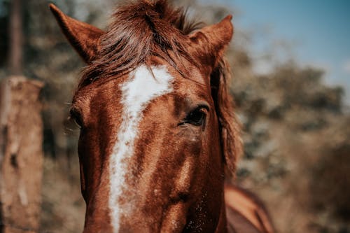 無料 馬の頭のクローズアップ写真 写真素材