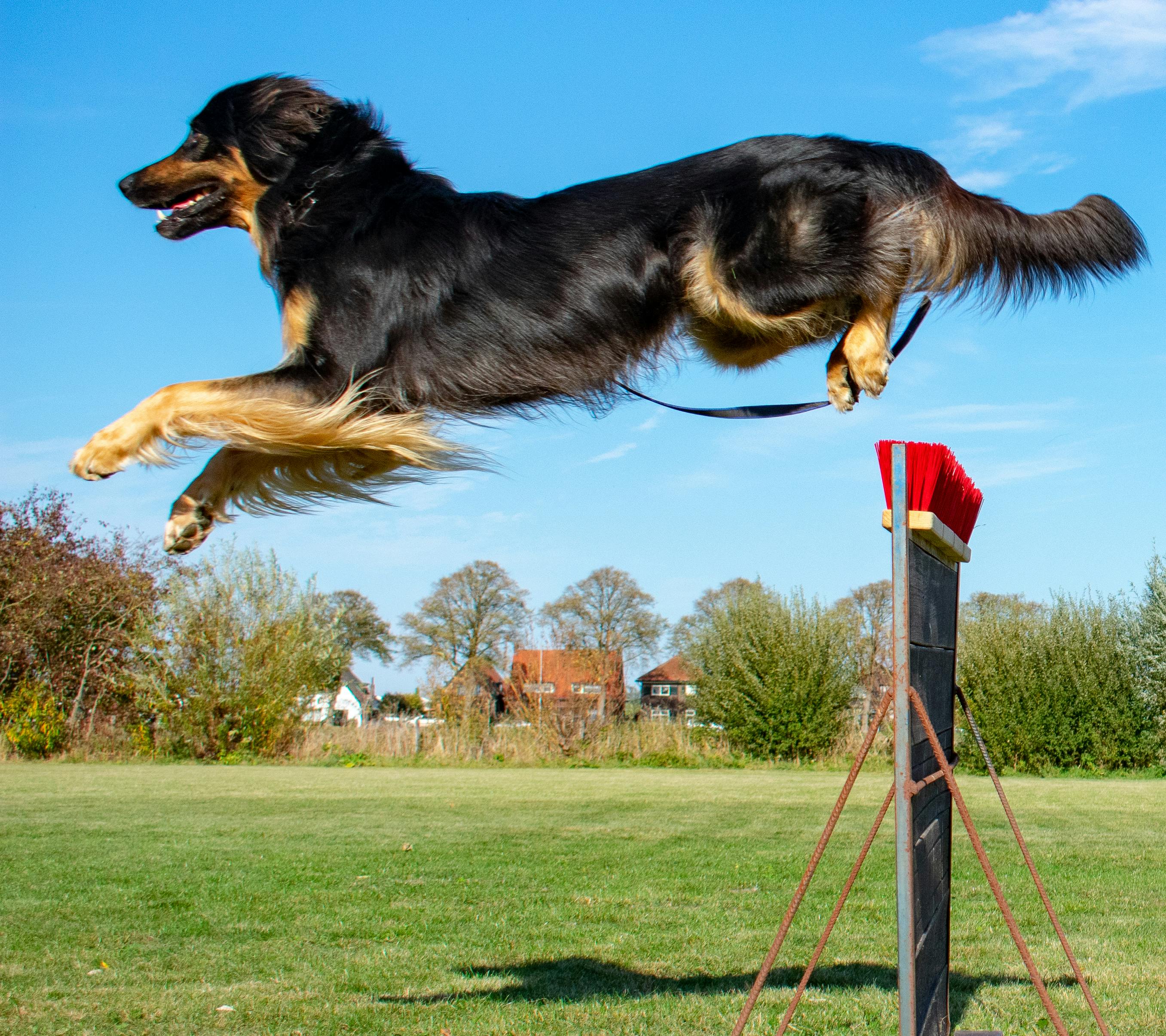 Free stock photo of hovawart, jumping dog, pet