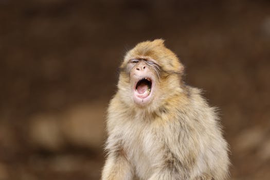 Captivating close-up of a yawning Barbary macaque monkey displaying natural wildlife behavior.
