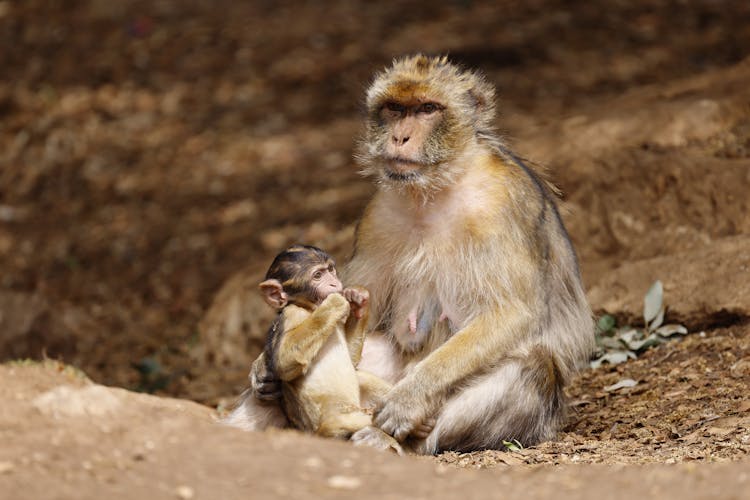 Monkey With A Baby 