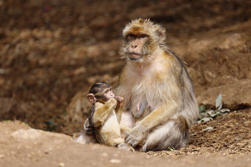 Free A Barbary macaque mother with her baby sitting outdoors, showcasing family bonding in wildlife. Stock Photo