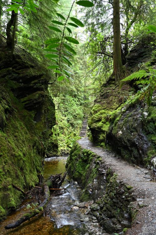 Free Explore a serene footpath winding through a lush, moss-covered canyon and tranquil forest. Stock Photo