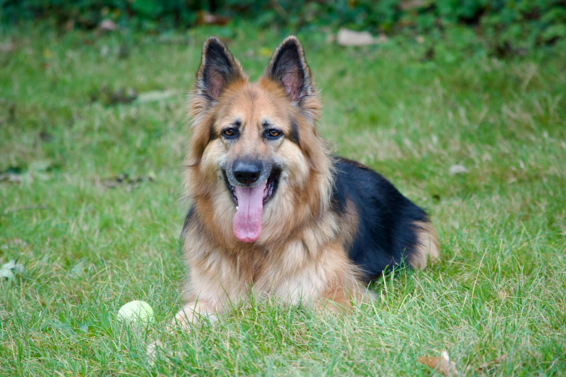 En schäferhund som ligger på gräs