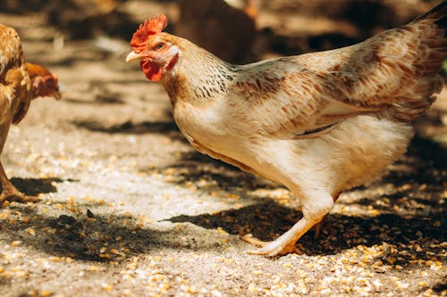 Kostenloses Stock Foto zu bauernhof, geflügel, hähnchen