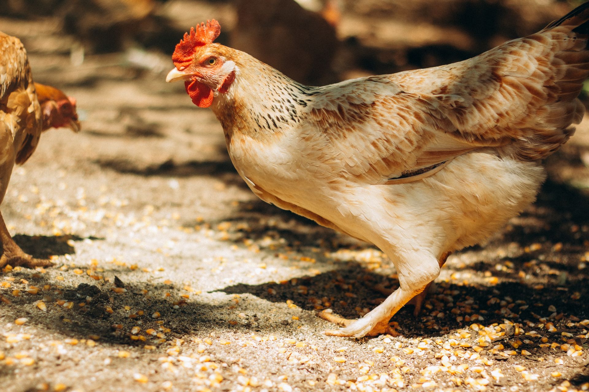 An outdoor close-up of a chicken at a farm in Teresópolis, Brazil.