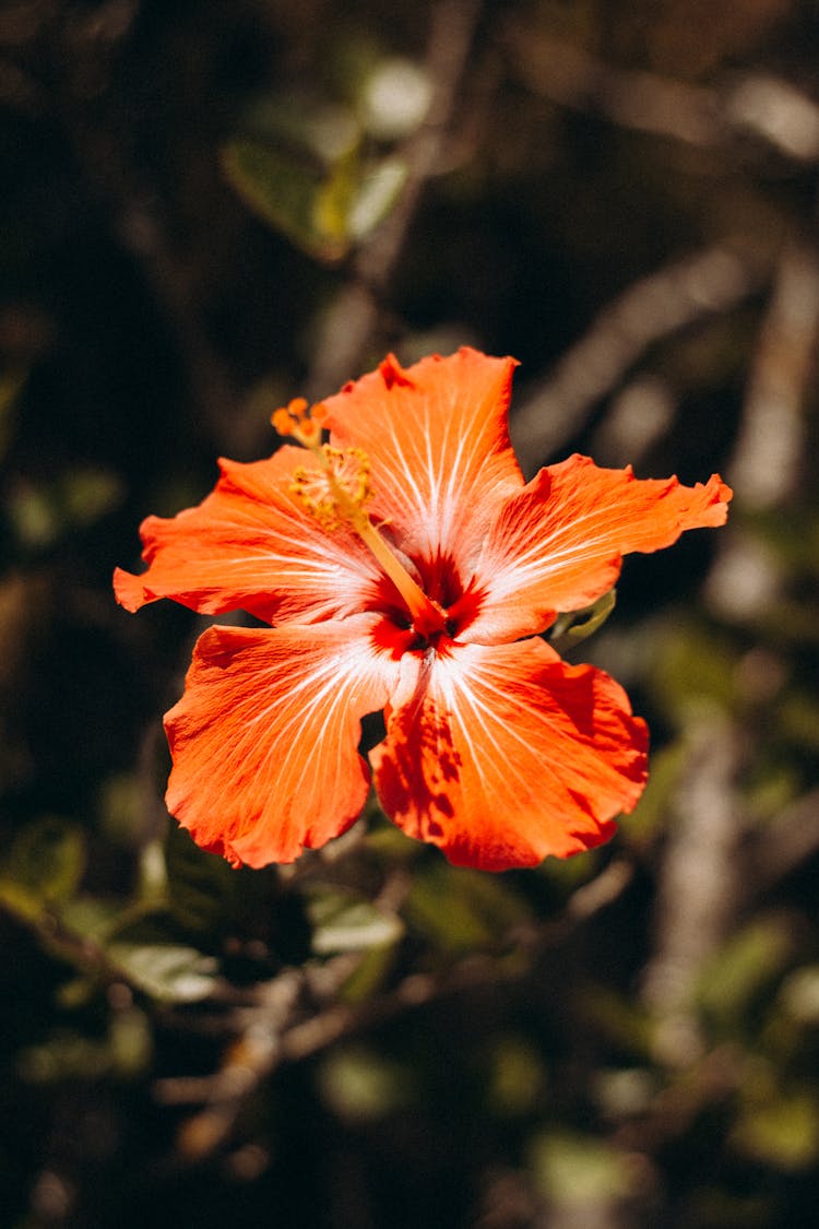 Chinese Hibiscus In Close-up View