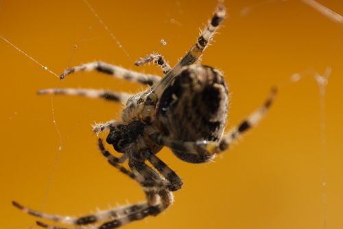 Free Detailed macro shot of a European garden spider in its web against a warm background. Stock Photo