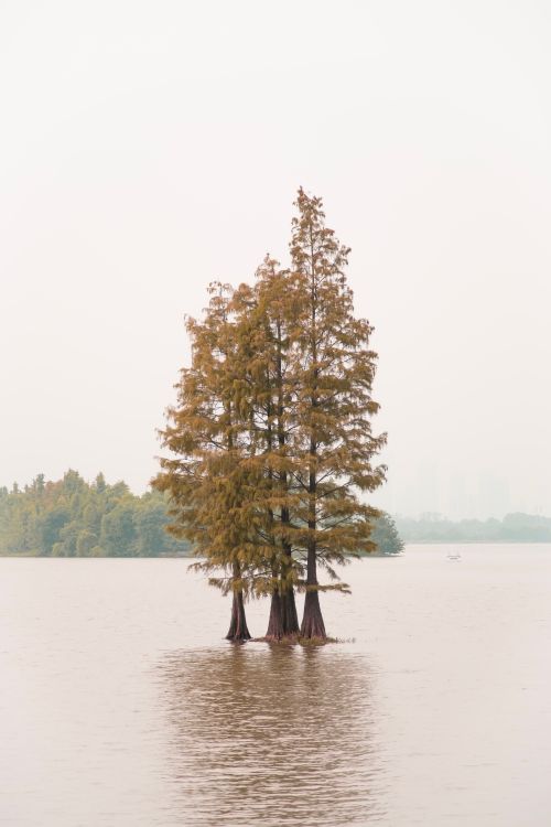 Free Cypress trees stand isolated in a serene lake, embodying tranquility and natural beauty. Stock Photo