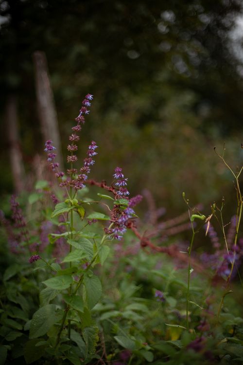 Free A detailed view of Elsholtzia ciliata flowers and leaves in a natural setting with rich greenery. Stock Photo