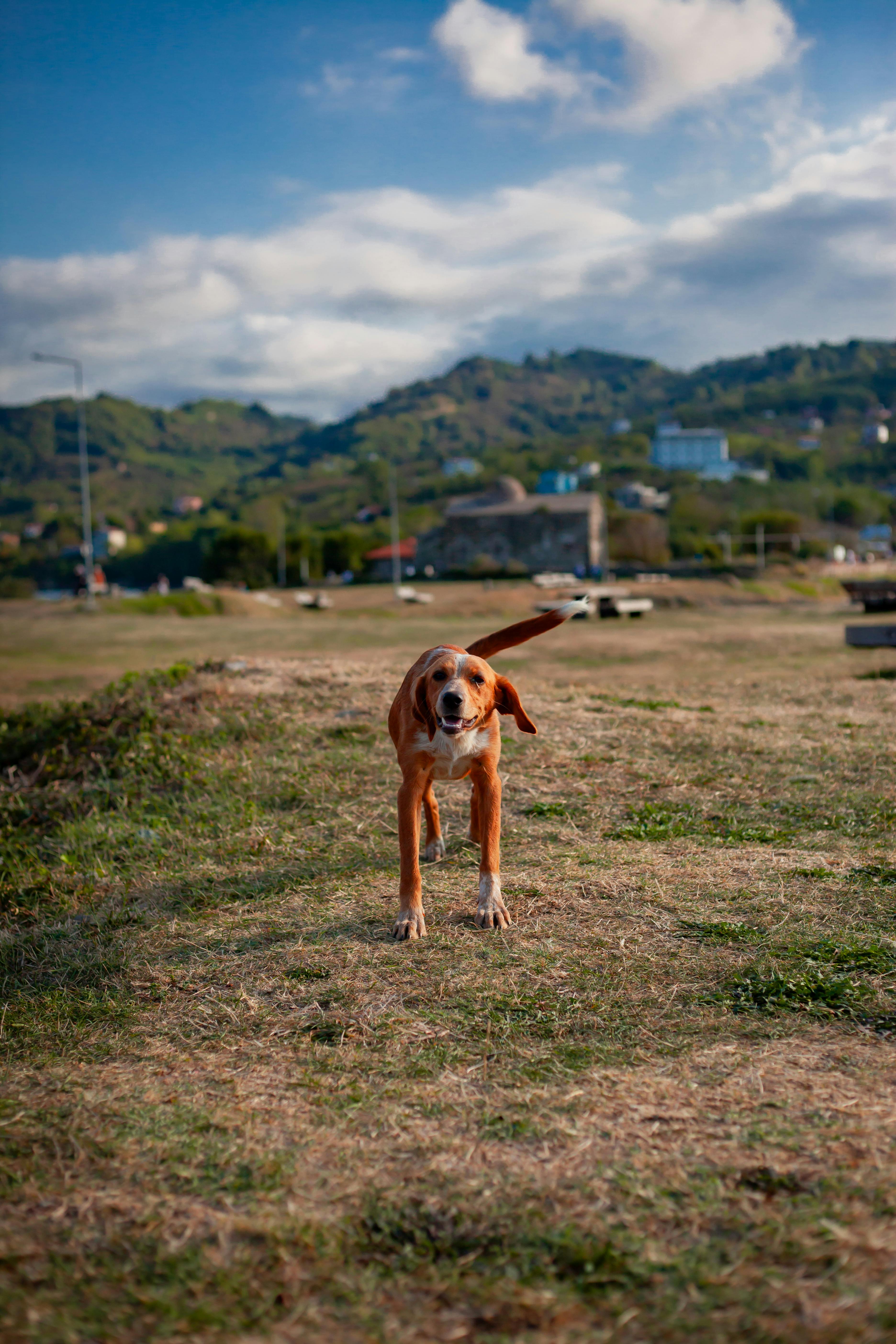 happy dog on grassland