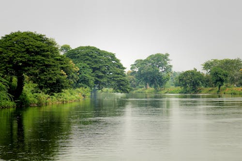 River in Green Forest
