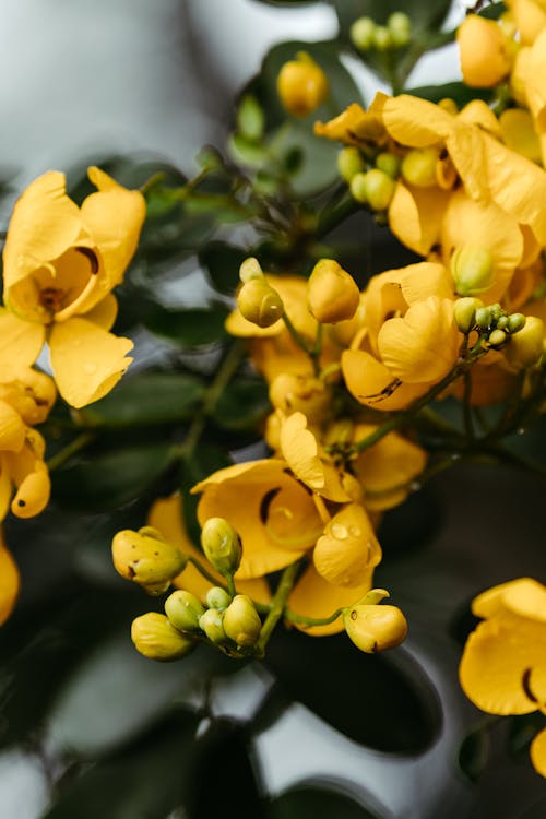 Gratis arkivbilde med anlegg, blomster, gul