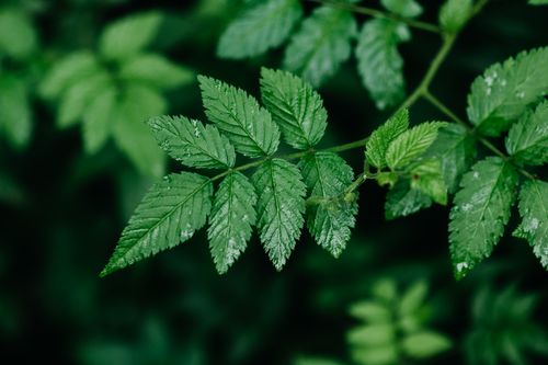 Free Detailed image of fresh green leaves with raindrops, showcasing the beauty of nature's design. Stock Photo