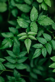 Vibrant green leaves with rain droplets in a close-up shot showcasing natural beauty.