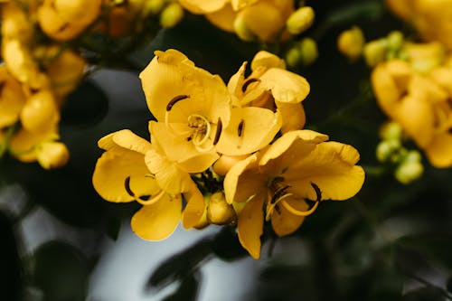 Close up of Yellow Flowers