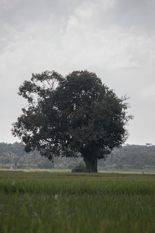 ağaç, alan, çimenlik içeren Ücretsiz stok fotoğraf