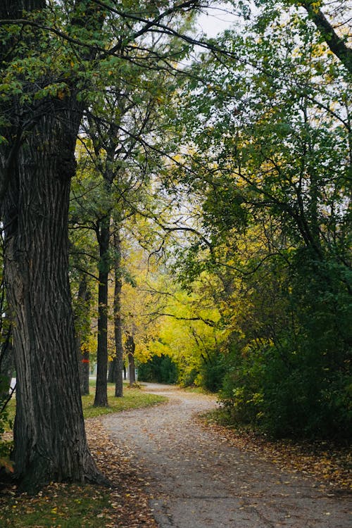 Alley between Trees in a Park