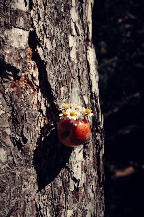 Kostenloses Stock Foto zu apfel, baum, blumen