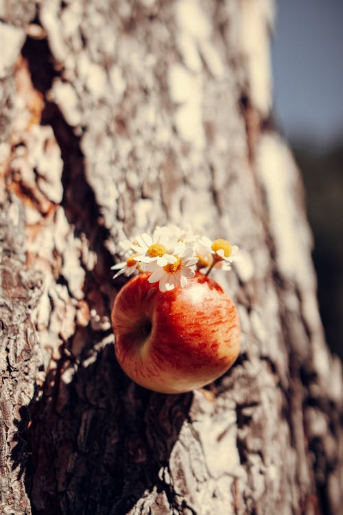 Kostenloses Stock Foto zu apfel, baum, blumen