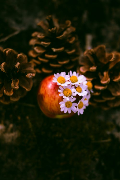 Imagine de stoc gratuită din apple, cădere, conuri