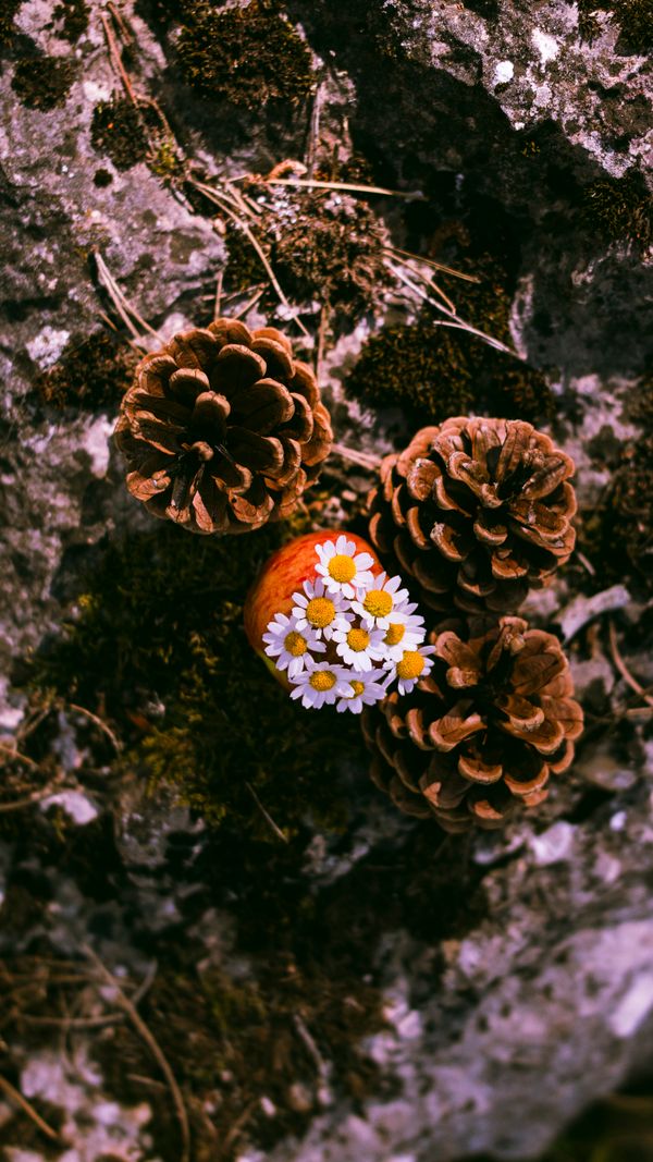 Três pinhas com delicadas flores brancas sobre uma pedra coberta de musgo ao ar livre.