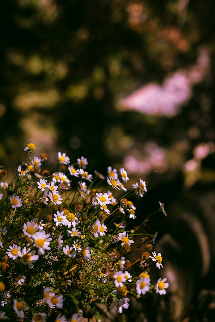 Close-up Of A Bunch Of Delicate White Flowers