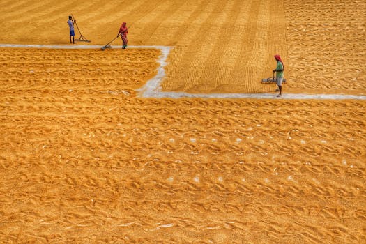 Immagine gratuita di @all'aperto, agrario, agricoltura