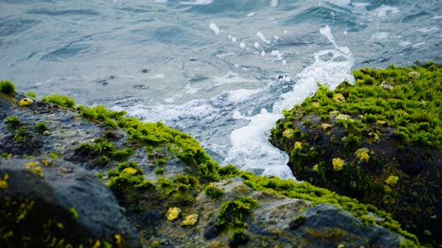 Foto profissional grátis de mar, marés, musgo verde