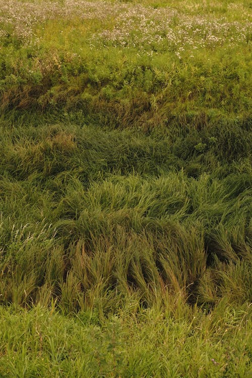 Бесплатное стоковое фото с вертикальный выстрел, зеленый, земля