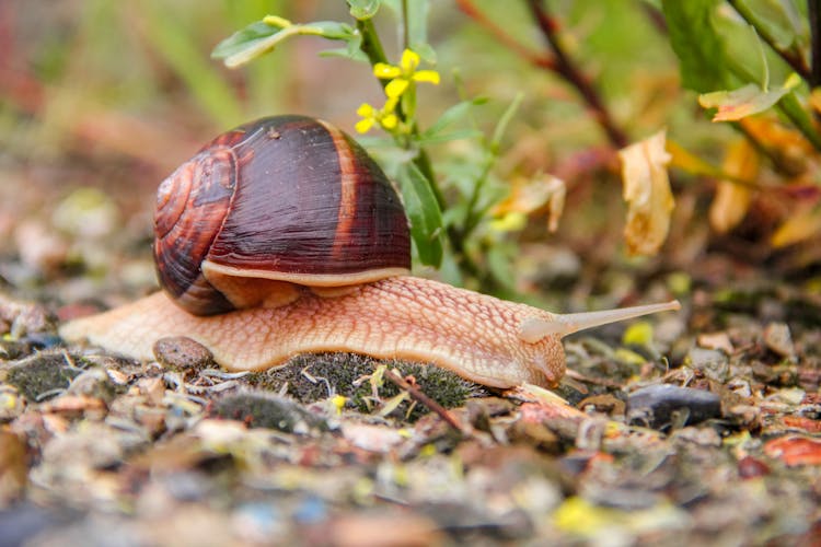 Snail On The Ground