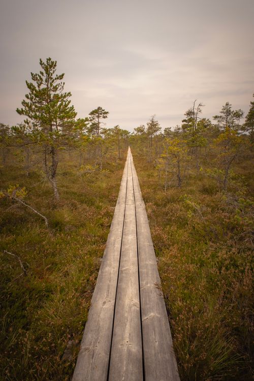 Free Peaceful boardwalk path through tranquil wetland with lush foliage and cloudy sky. Stock Photo