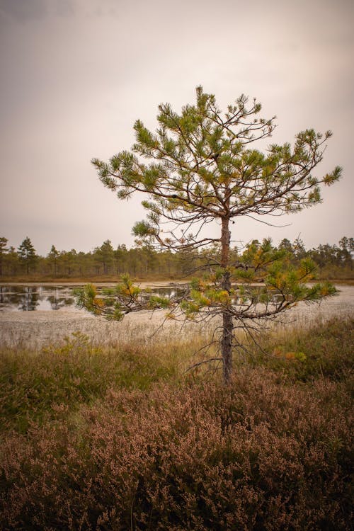 Scenic Landscape with a Tree in the Swamp