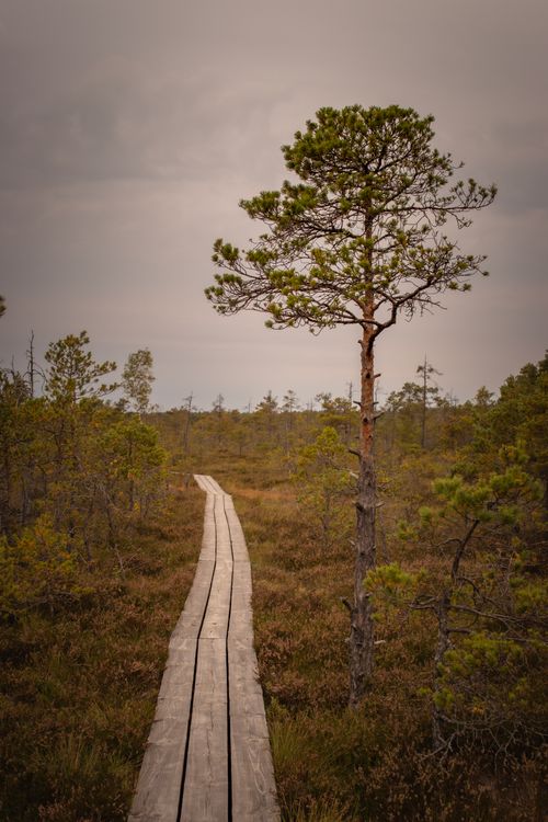 Free A tranquil wooden boardwalk winds through a lush swamp under a cloudy sky, ideal for nature exploration. Stock Photo