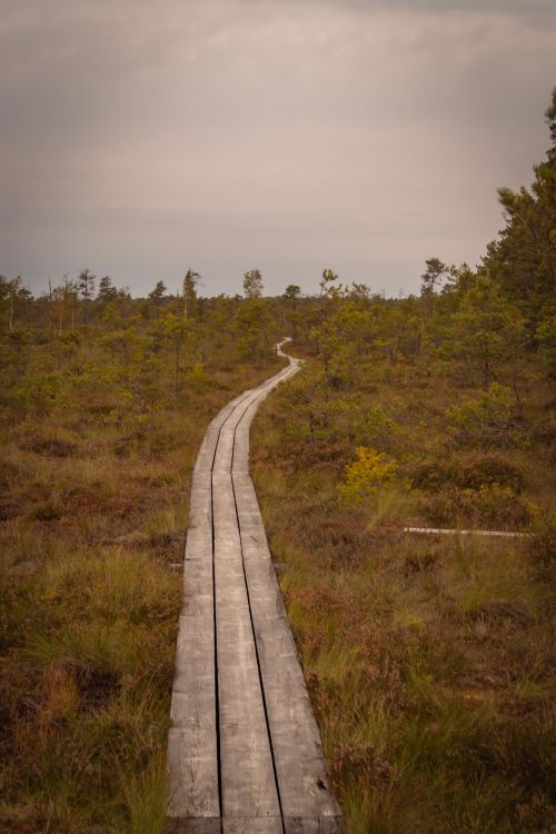 Free A tranquil scene of a wooden boardwalk stretching through a lush marshland under an overcast sky. Stock Photo
