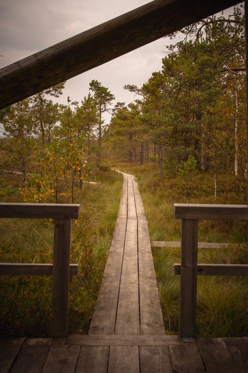 Free Tranquil wooden pathway winding through lush forest and swamp area. Stock Photo